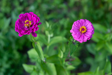 Obraz premium Purple zinnias in the garden
