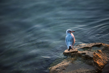 Seagull on a rock by the sea