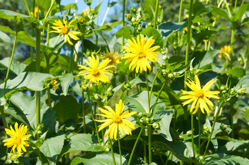 Cup plant or silphium perfoliatumyellow flowers