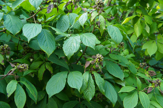 Acanthopanax or eleutherococcus sessiliflorus green shrub