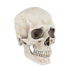 Obraz premium Human Skull Isolated