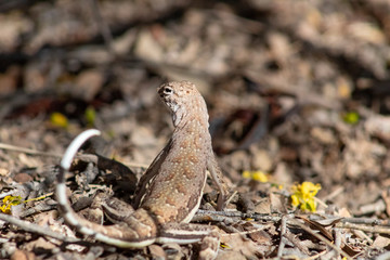 A cute wild zebra tail lizard on leaf litter in the Sonoran Desert outside of Tucson, Arizona. Pima County 2018.