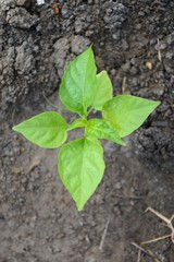 fresh green chili tree in nature garden