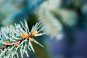 Naklejka na ściany i meble branch of spruce Christmas tree