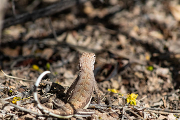 A cute wild zebra tail lizard on leaf litter in the Sonoran Desert outside of Tucson, Arizona. Pima County 2018.