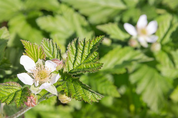 closeup of blackberry plant flower in bloom with blurred background