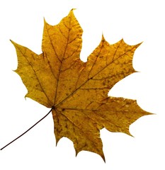 Maple autumn leaves isolated on white background. 