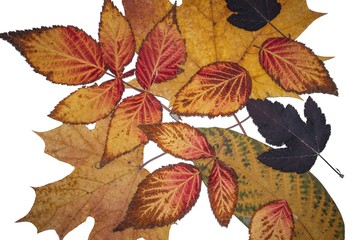 Beautiful autumn leaves of different colors on an isolated background. 