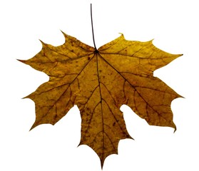 Maple autumn leaves isolated on white background. 