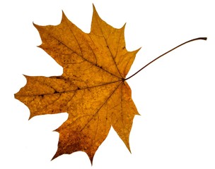 Maple autumn leaves isolated on white background. 