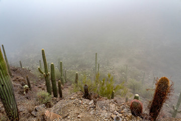 Looking down on cactus shrouded in low clouds. Pima county, Tucson, Arizona. Near Gates Pass in a heavy fog the cacti cling to the hillside. Winter of 2018.