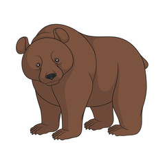 Color image of a brown bear. Isolated object on white background.