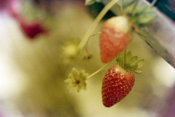 a strawberry plant