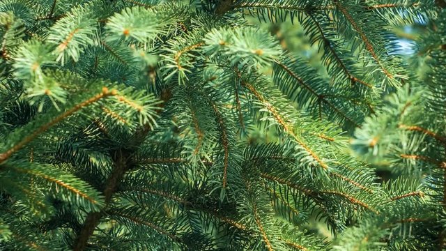Pine tree branch, green needles Christmas concept