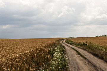 Road thrue wheat field.