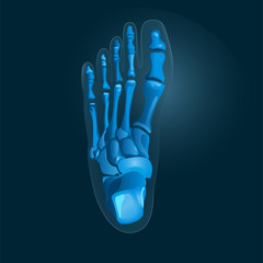 Simple x-ray picture of foot in blue colors. Vector. X-ray foot icon