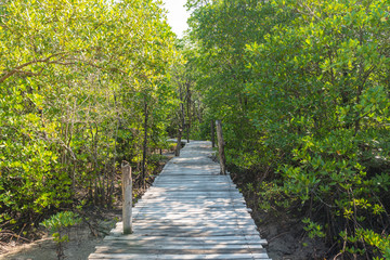 Obraz premium Educational trail through mangrove swamps on the island Ko Phayam in Thailand