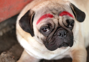 Lonely pug dog in sad mood on dirty ground sand waiting for boss