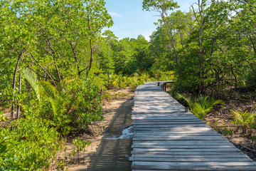 Obraz premium Educational trail through mangrove swamps on the island Ko Phayam in Thailand