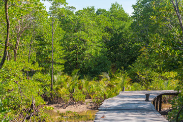 Educational trail through mangrove swamps on the island Ko Phayam in Thailand