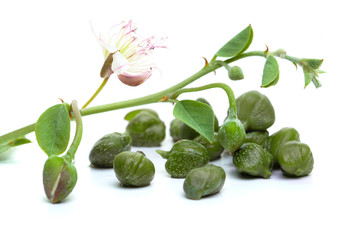 Capers, white background. Caper plant, green leaves and flower on white