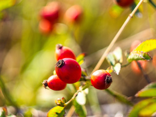 Fruits of hips on a branch.
