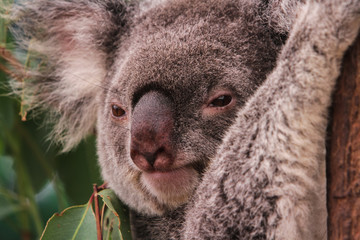 koala