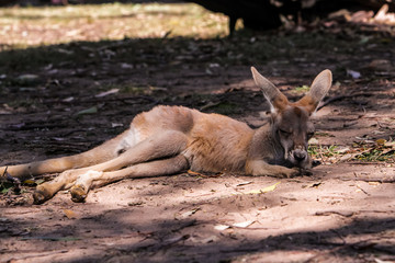 Naklejka na ściany i meble kangaroo joey