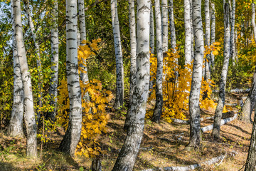 Mixed forest  in autumn