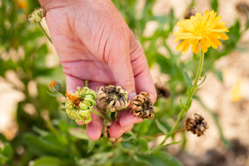 Female Hand Picking Seeds Of Flowers Calendula Growing In Sunny Day In Garden In Summer.