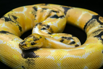 Close-up Paradox calico morph Ball python (python regius) on black floor background. Image of beautiful snake for exotic pets or reptile keeper.