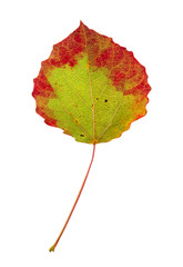 Autumn aspen leaf isolated