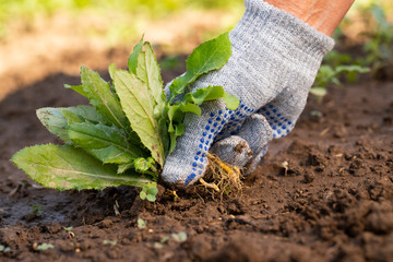 Close Up Of Gardening Hand In Glove Pulling Out Weeds Grass From Soil. Work In Garden. - obrazy, fototapety, plakaty