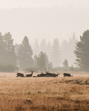 Mule Deer in Yosemite National Park Wildfire Smoke