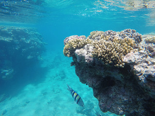 Red sea, underwater scenery,red sea, blue water