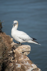 Gannet - Seabird