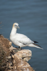 Gannet - Seabird