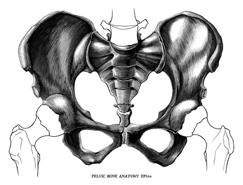 Pelvic bone anatomy vintage engraving illustration isolated on white background