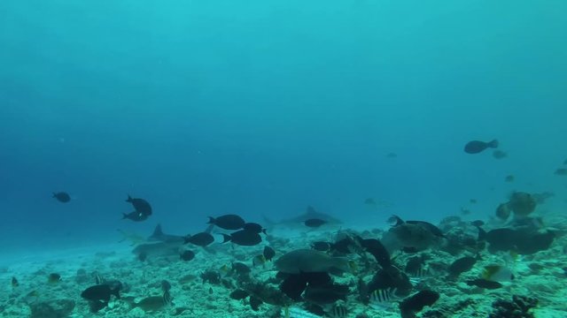 Tiger shark swims in the blue water in shallow water. Underwater shot, Tiger Shark (Galeocerdo cuvier), Indian Ocean, Maldives   
