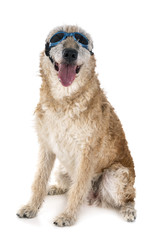 belgian shepherd laekenois