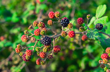 Ripening blackberry in garden