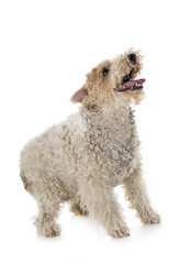 fox terrier in studio