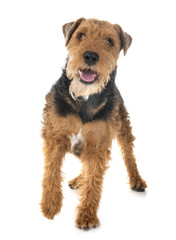 welsh terrier in studio