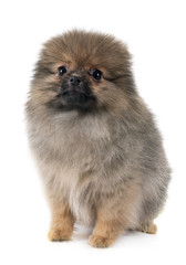 puppy pomeranian in studio