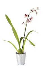 cymbidium orchid in studio