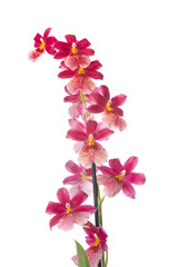 cambria orchid in studio