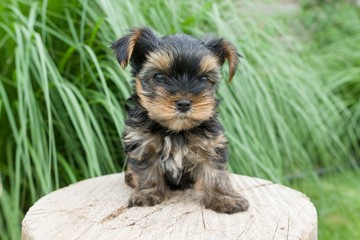 Little puppy Yorkshire terrier posing in nature, close-up