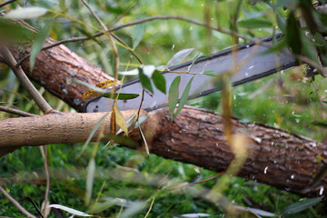 man sawing a tree with a chainsaw in a sawmill