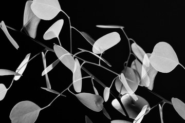 Creative monochrome  double exposure of Eucalyptus leaves shot against a black background. - obrazy, fototapety, plakaty
