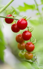 small cherry tomatoes on a branch in the garden